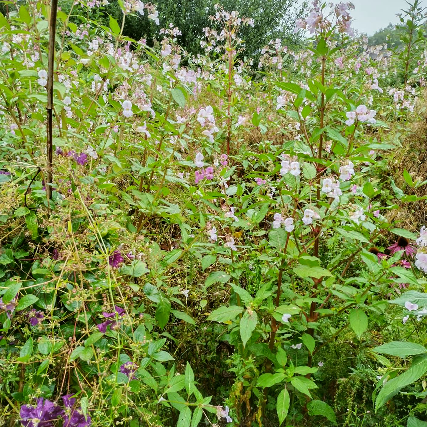 Don's garden before: overgrown with tall weeds and brambles